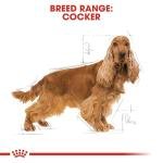 Royal Canin Cocker Pellet Adult Dog Food, Meat Flavor, 3 Kg,Pack of 1